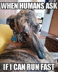 A list of gpa chapters will appear. 900 Sighthound Sightings Ideas Greyhound Sighthound Whippet