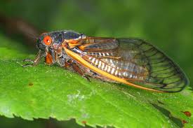 Cicada mania is dedicated to teaching you about cicada insects, their life cycle & life span, how they make their sound, what they eat and what eats them, and when they'll next arrive. Cicadas To Reemerge In Us For First Time In 17 Years
