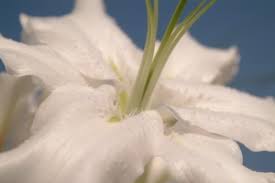 We did not find results for: Flowers Of Distinction 261 Sheffield Road Birdwell Barnsley South Yorkshire S70 5tn South Yorkshire Times