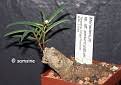 Image result for Monadenium pedunculatum