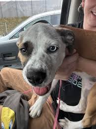 Update!- I don't know why this was posted an hour ago but Nova has been  rehomed and loves the people she's with! I apologize for anyone who was  looking for a puppy!