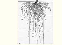 We did not find results for: Raised Beds Soil Depth Requirements Vegetable Garden Raised Beds Raised Garden Beds Raised Beds