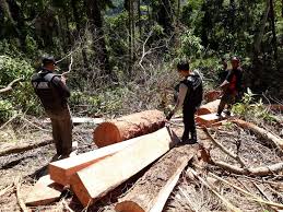 Pembiaran Illegal Logging Di Hutan Sendiki Malang