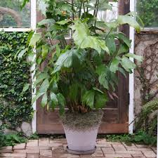 Image result for Caryota