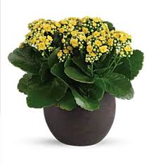 Image result for Kalanchoe calandiva