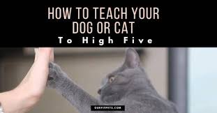 Check spelling or type a new query. How To Teach Your Dog Or Cat To High Five Our Fit Pets