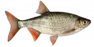 Clean Fish Fins And Scales We Are Israel