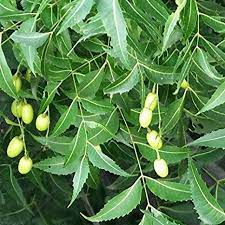Neem trees also grow on islands in southern iran. Royal Land Rare Dwarf Medicinal Neem Plant Azadirachta Indica Aryaveppu 3 Healthy Live Pants Amazon In Garden Outdoors