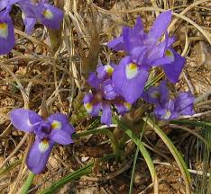 Image result for Moraea niassensis