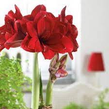 Dragon Double Amaryllis Bulb Hippeastrum High Country Gardens