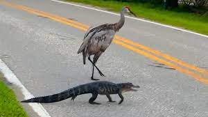 Why Did The Alligator Cross The Road? A Pair Of Cranes - Videos from The  Weather Channel