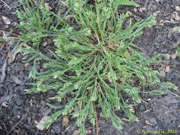 Image result for Megaloprotachne