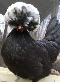 The polish chicken is a magnificent sight to behold. 11 Polish Batam Chickens Ideas Chickens Polish Chicken Chickens Backyard
