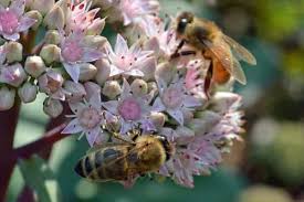 10 flower plants honey bees love. Plant Flowers That Attract Bees Carolina Honeybees