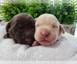 Please click 'ok' to be sent to the new site, or click 'cancel' to go back. Puppies For Sale Near Miami Florida Usa Page 1 10 Per Page Puppyfinder Com
