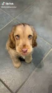 @Akm1Akm's video Tweet