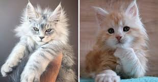 But how do you know how much protein your kitty needs? 28 Tiny Maine Coon Kittens That Are Actually Giants In The Making