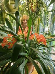 Image result for Clivia