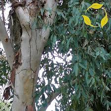 Image result for Eucalyptus camaldulensis
