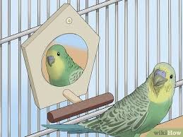 تسلية ببغائك أو أي طائر آخر Wikihow