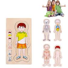 Check spelling or type a new query. Buy Rompecabezas El Cuerpo Humano Para Ninos Off 53
