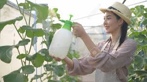 In the recipes above, you can use rubbing alcohol in place of the sunflower oil or witch hazel. Agricultural Concepts Gardeners Spray Insecticides For Fruit Trees In The Garden Stock Photo Picture And Royalty Free Image Image 148870489