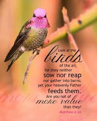 Birds Of The Air And Lilies Of The Field Look At The Birds Of The Air For They Neither Sow Nor Reap Nor Gather Into Barns Yet Your Heavenly Father Scripture Verses Scripture Quotes Bible Scriptures