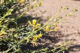 Image result for Cleomaceae