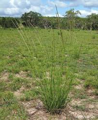 Image result for Sporobolus natalensis