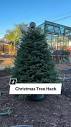 CHRISTMAS TREE REPURPOSE - I'm a live Christmas tree kind of guy ...