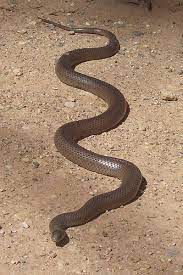 World S Most Poisonous Snake Ever World S Most Venomous Snake And Most Fierce Snake In The World Poisonous Snakes Snake Venom Snake