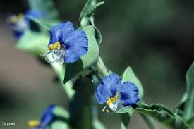 Image result for Commelina nyasensis