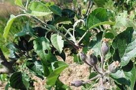 Pest and disease control without chemicals and pesticides. Apple Tree Pests Diseases Wikifarmer