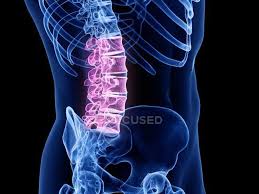 The male pelvis is different from a female's. Lower Body Stock Photos Royalty Free Images Focused