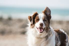 Kleurplaten honden kleurplaten puppy hondjes kleurplaat klein. 21 Gratis Hond Kleurplaten Leuke Kleurplaten