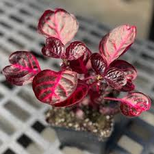 Image result for Iresine herbstii