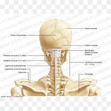 Surface anatomy and surface markings bibliographic record list of illustrations the external jugular vein varies in size, bearing an inverse proportion to the other veins of the neck, it is. Head And Neck Anatomy Png Images Pngwing