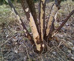 Other ways to minimize rabbit damage include: How To Protect Small Trees And Shrubs From Rabbits Davey Blog