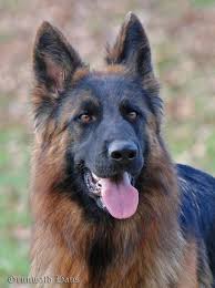 Long Coat German Shepherd Dog Germanshepherd German Shepherd Dogs Long Coat German Shepherd American German Shepherd