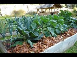 What Is Mulch How To Mulching Your Plants Urdu Hindi Mulching Plants Garden Soil