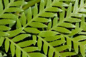 Image result for Todea