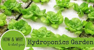 Check spelling or type a new query. Cara Bertanam Hidroponik Bagi Pemula Hingga Profesional Terlengkap