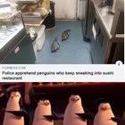 Kowalski, i need a plan! Kowalski Status Report Dankmemes