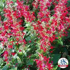 Image result for Salvia coccinea