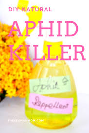 Natural Aphid Spray That Will Keep The Bugs At Bay