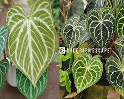 Image result for Ceropegia rendallii