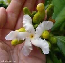 Image result for Tabernaemontana crassa