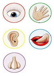 Check spelling or type a new query. 8 Ide Panca Indra Kegiatan Untuk Anak Kegiatan Sekolah Lembar Kerja