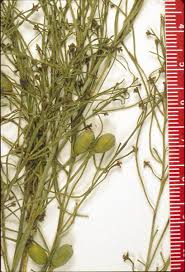 Image result for Pentarhopalopilia umbellulata