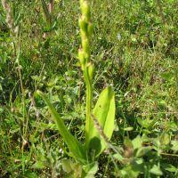 Image result for Liparis harketii